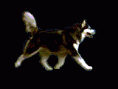/album/obrazky/a16-gif/